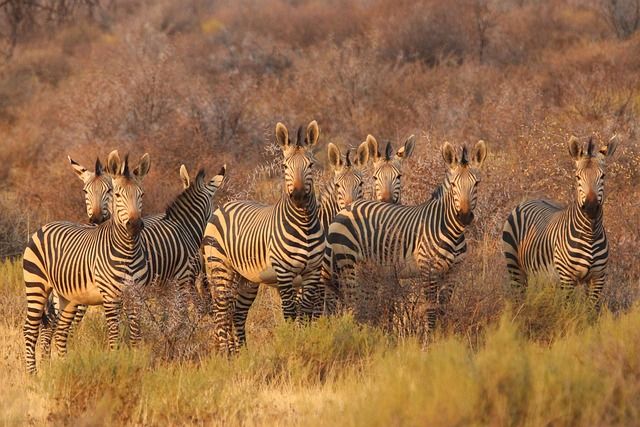 zebras-8054175_640.jpg